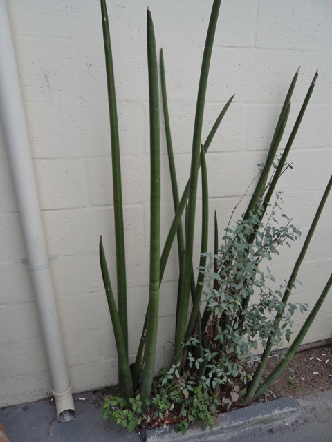 Lança-de-Ogum (Sansevieria Stuckyi).JPG